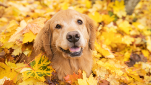 Close-up van een Golden Retriever tussen herfstbladeren