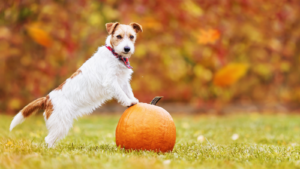 Hond buiten met de voorpoten op een pompoen