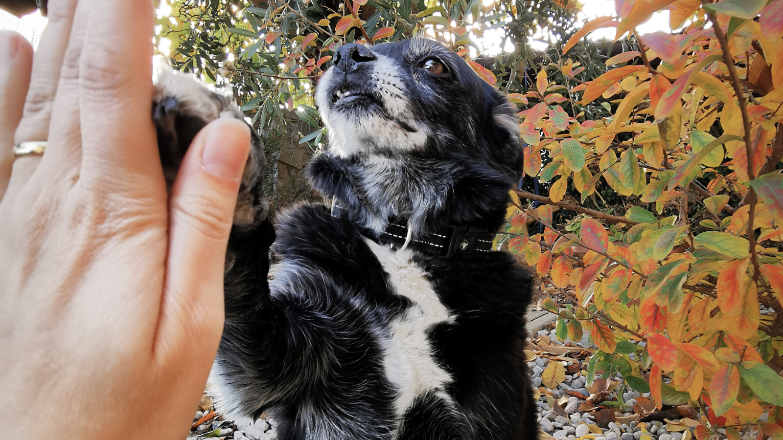 Hond geeft high five aan zijn baasje tijdens het oefenen van trucjes