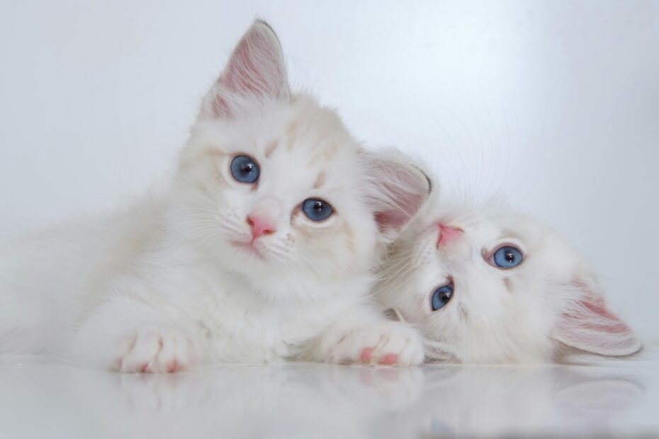 twee schattige ragdoll kittens voor een witte achtergrond
